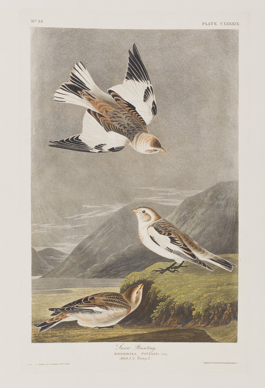 Birds of America」のイラスト 作： ジョン・ジェームス・オーデュボン