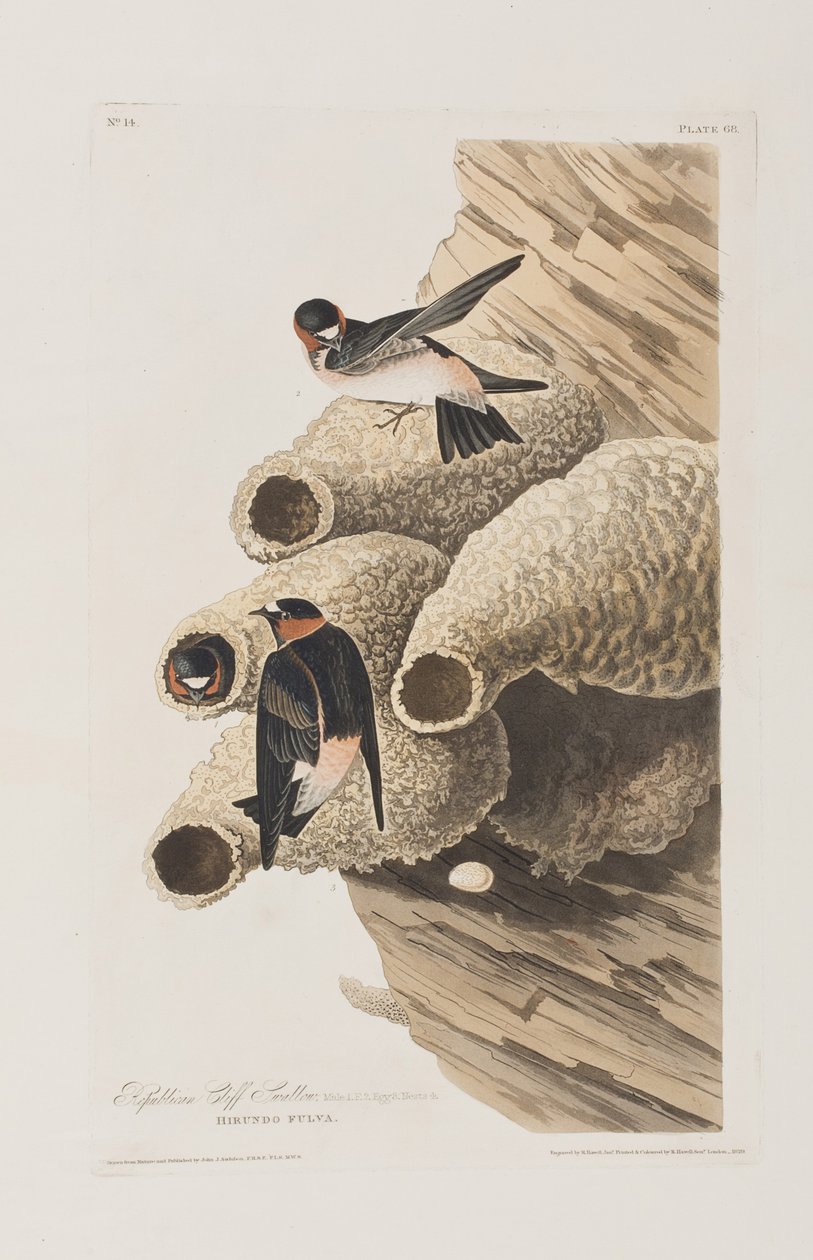 Birds of America」のイラスト 作： ジョン・ジェームス・オーデュボン
