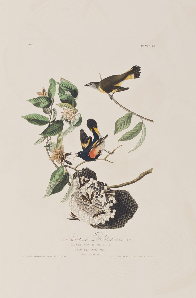 Birds of America」のイラスト 作： ジョン・ジェームス・オーデュボン