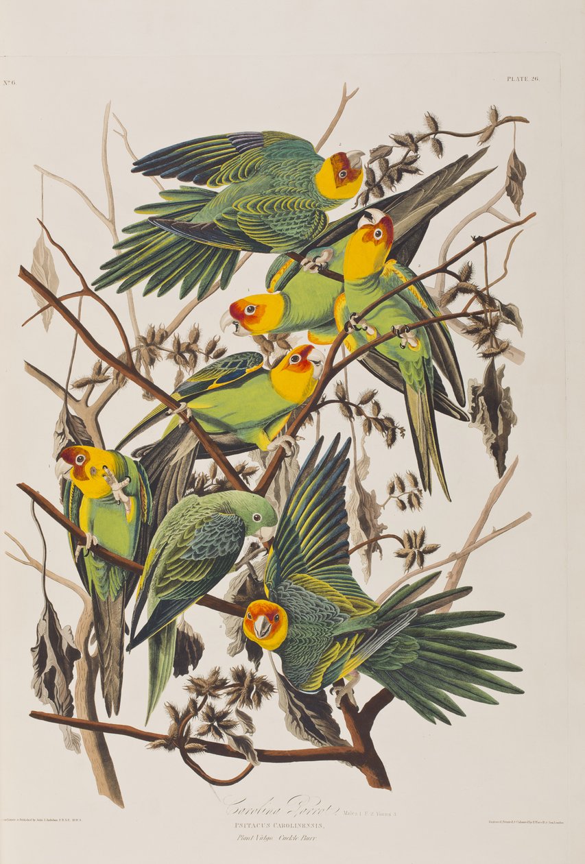 Birds of America」のイラスト 作： ジョン・ジェームス・オーデュボン