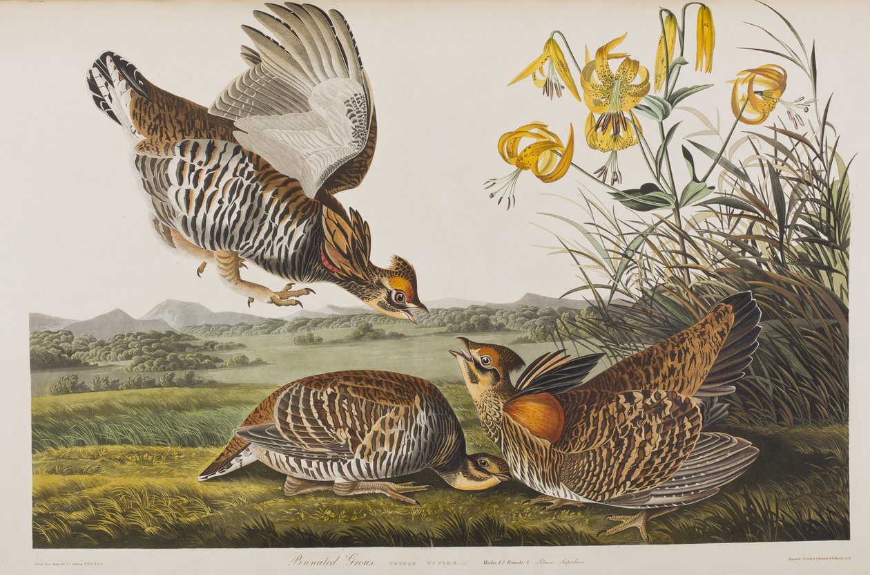 Birds of America」のイラスト 作： ジョン・ジェームス・オーデュボン