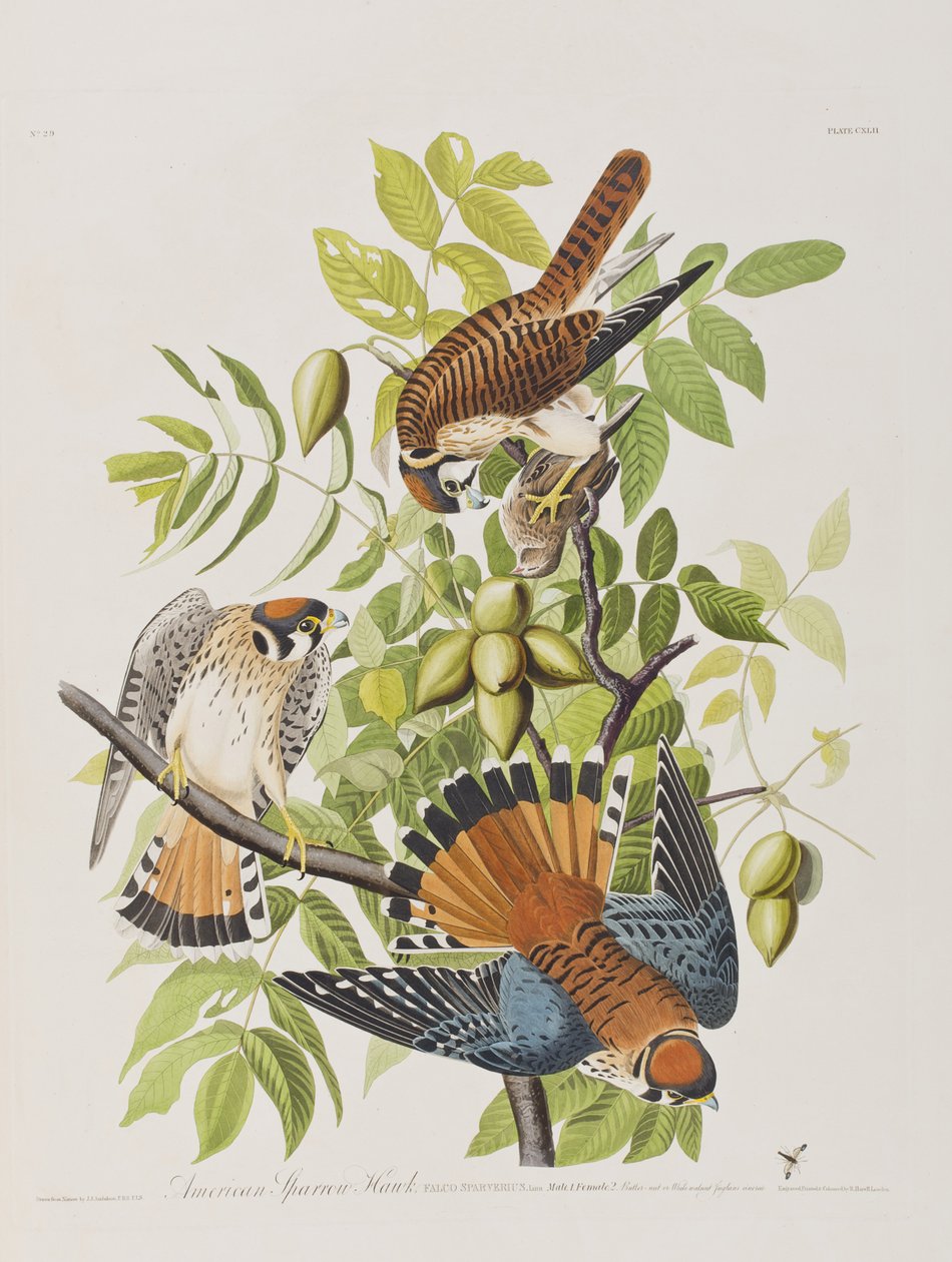 Birds of America」のイラスト 作： ジョン・ジェームス・オーデュボン