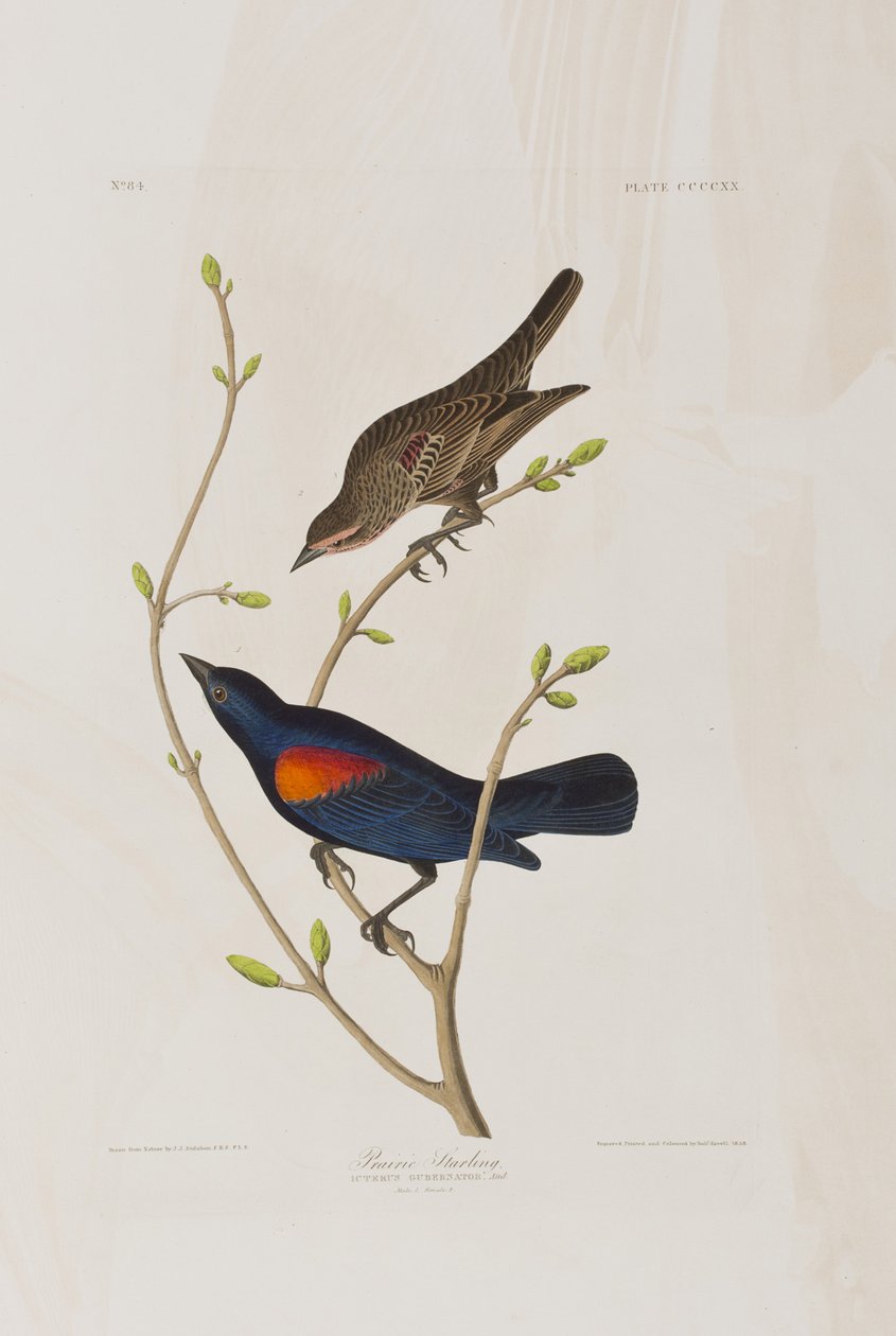 Birds of America」のイラスト 作： ジョン・ジェームス・オーデュボン