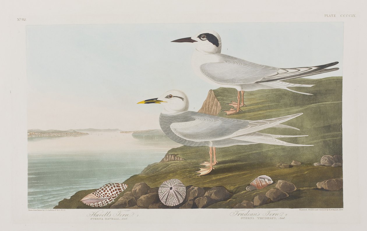 Birds of America」のイラスト 作： ジョン・ジェームス・オーデュボン