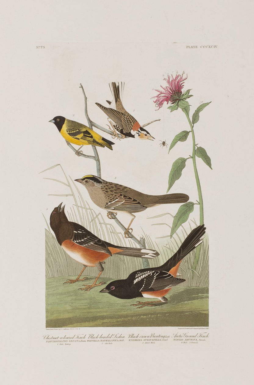 Birds of America」のイラスト 作： ジョン・ジェームス・オーデュボン