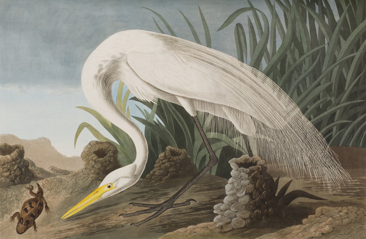 Birds of America」のイラスト 作： ジョン・ジェームス・オーデュボン