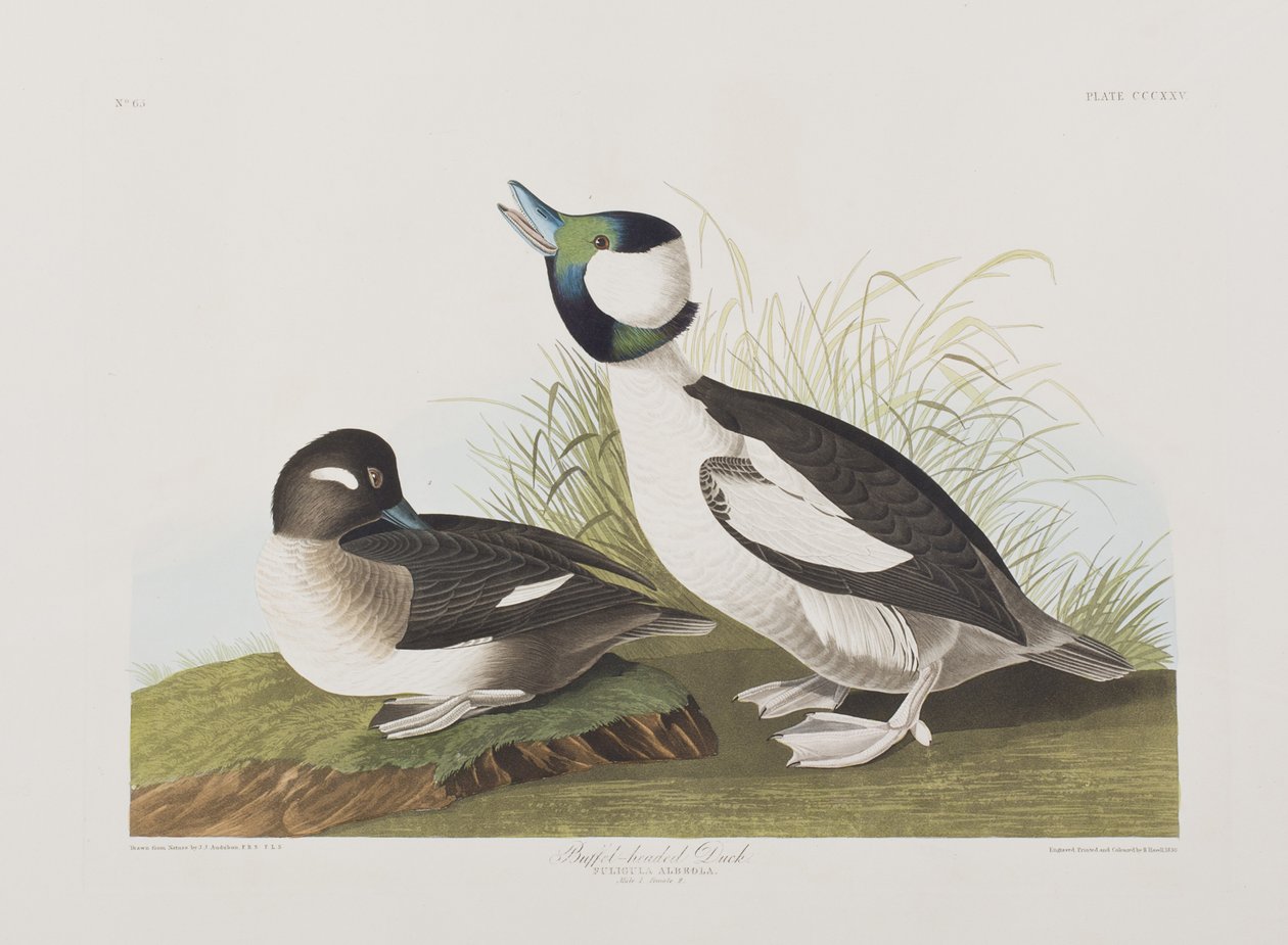 Birds of America」のイラスト 作： ジョン・ジェームス・オーデュボン