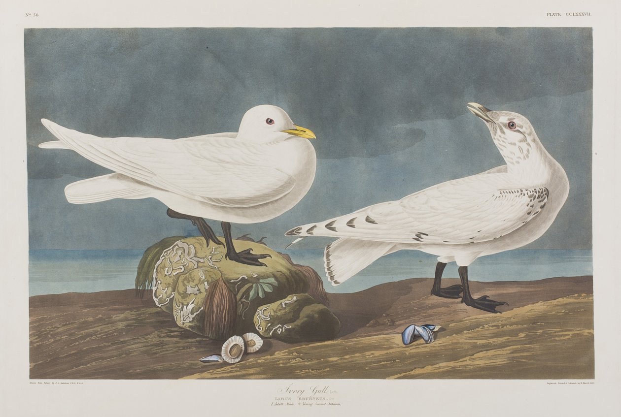 Birds of America」のイラスト 作： ジョン・ジェームス・オーデュボン