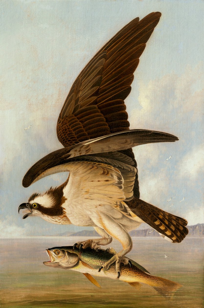 ミサゴとウィークフィッシュ、1829年。 作： ジョン・ジェームス・オーデュボン