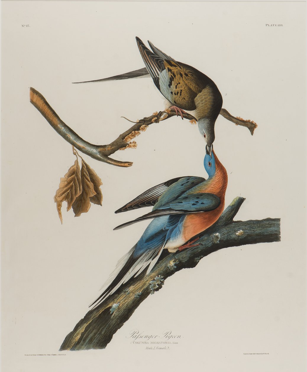 乗客の鳩、1827-1838（紙にトイレ） 作： ジョン・ジェームス・オーデュボン