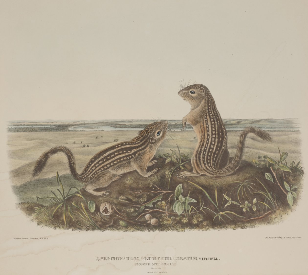 Spermophilus Tridecemlineatus（2匹のヒョウリス） 作： ジョン・ジェームス・オーデュボン