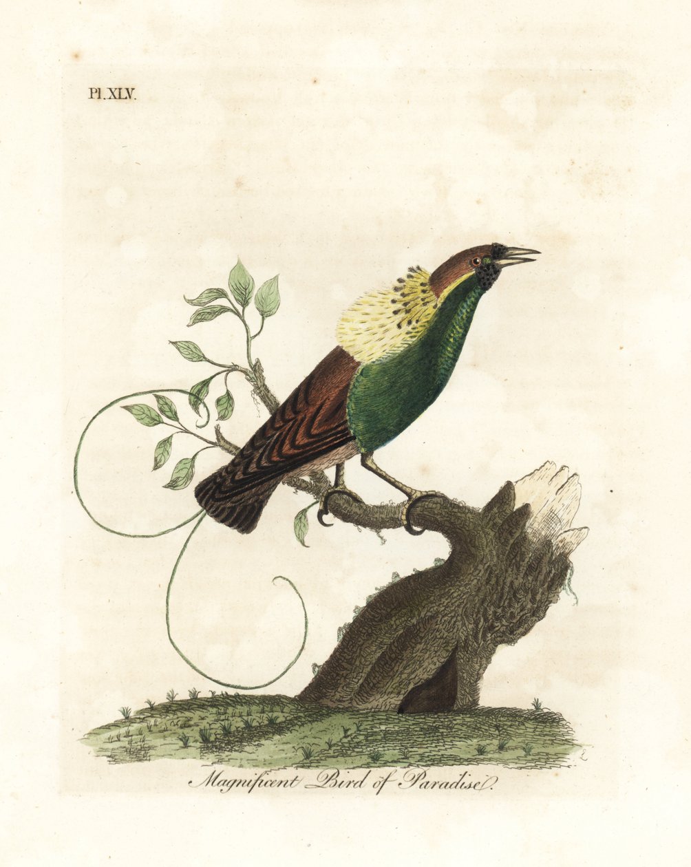 壮大な極楽鳥、Diphyllodes magnificus (Paradisea magnifica)。 ジョン・レイサムが自身の鳥類の一般史、ウィンチェスターから描いて彫刻した手彩色の銅版 作： ジョン・レーサム