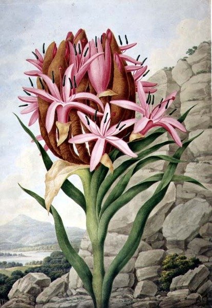 PD.757-1973 スピア・リリー(Doryanthes excellsa) 作： ジョン・リンドリー