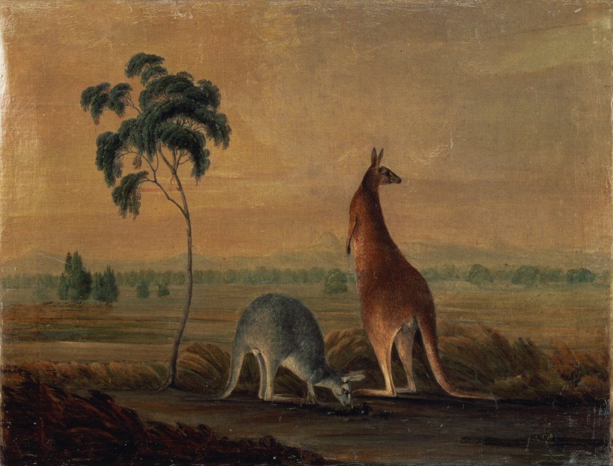1819年頃の風景の中のカンガルー 作： ジョン・ウィリアム・ルーウィン