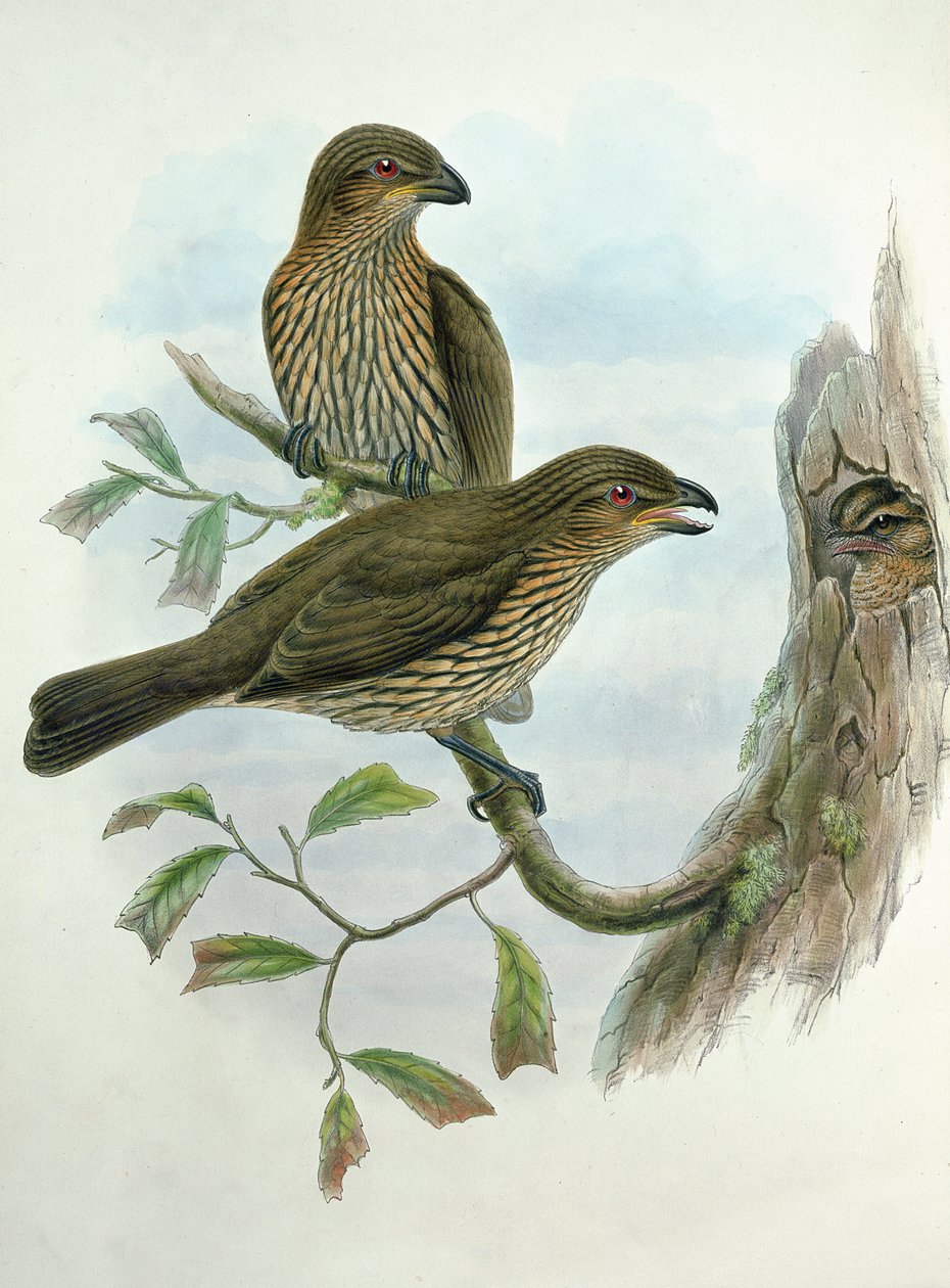 Ailuroedus Dentirostris、ハシブトガラスの鳥 作： ジョンとハート、ウィリアム・グールド