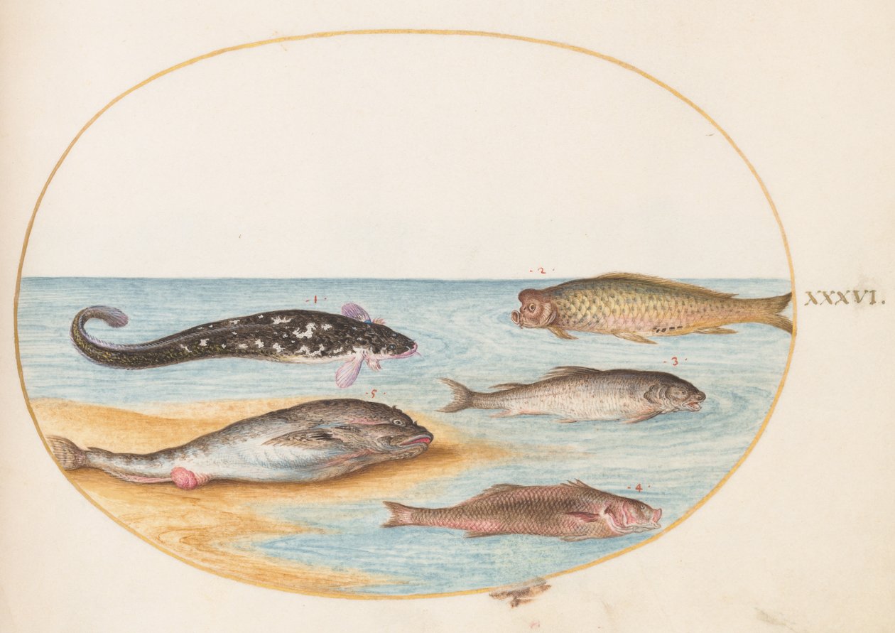 魚、1575-80年頃 作： ヨリス・ヘフナーゲル