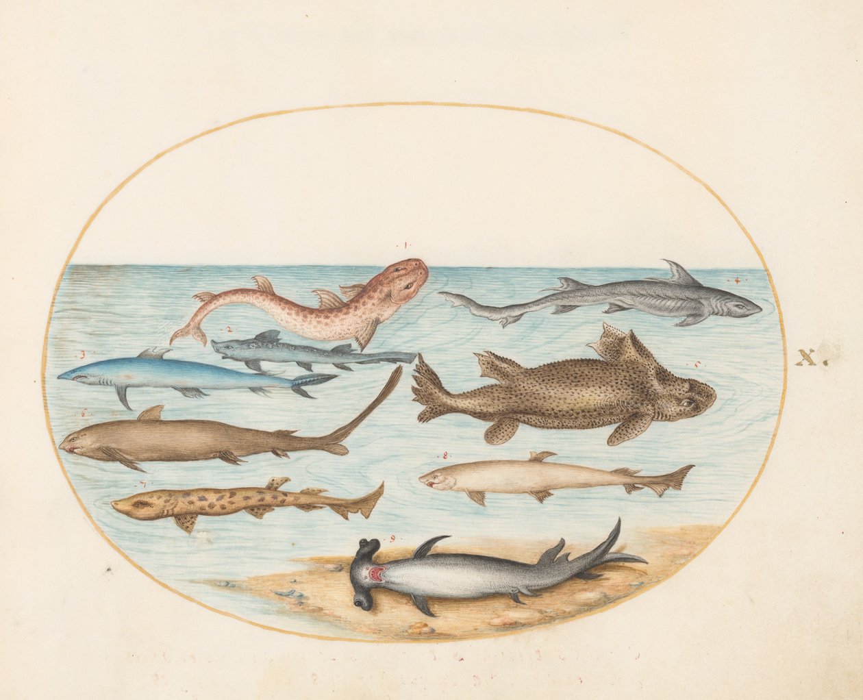 魚、1575-80年頃 作： ヨリス・ヘフナーゲル