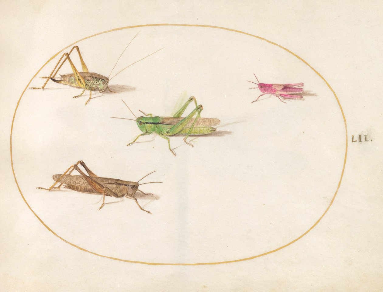昆虫、c.1575-80 作： ヨリス・ヘフナーゲル