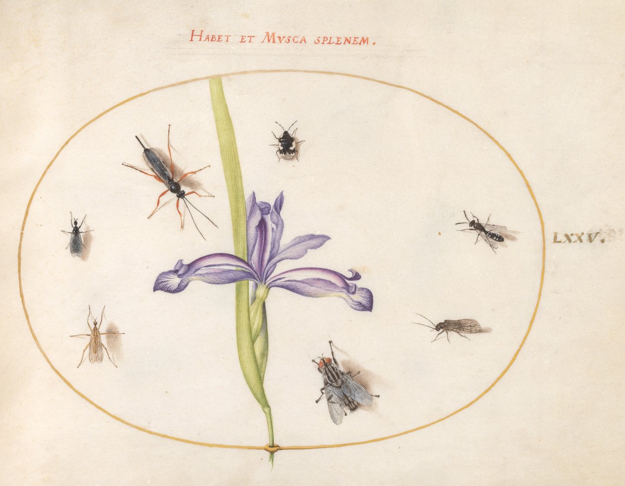 昆虫、c.1575-80 作： ヨリス・ヘフナーゲル
