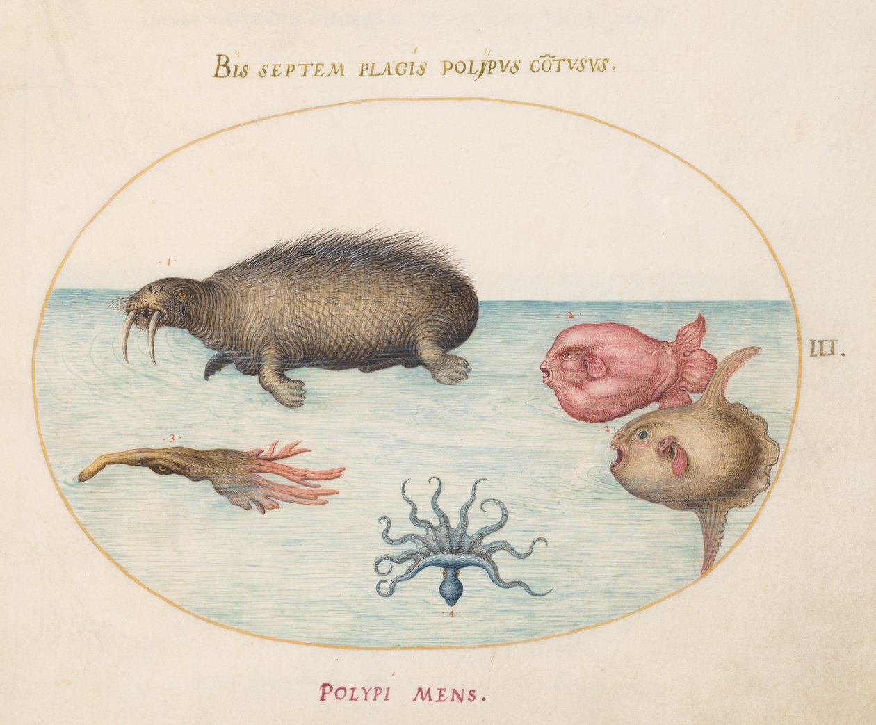 海洋生物、c.1575-80 作： ヨリス・ヘフナーゲル