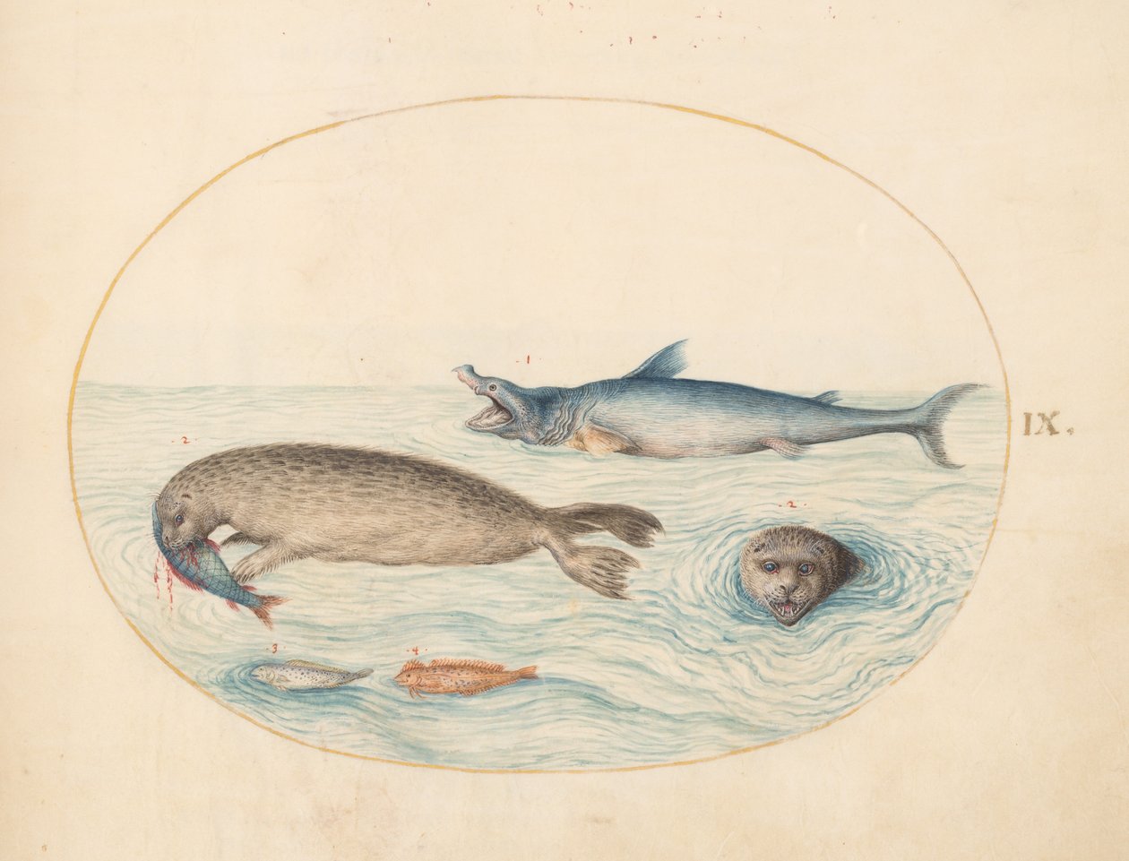 海洋生物、c.1575-80 作： ヨリス・ヘフナーゲル