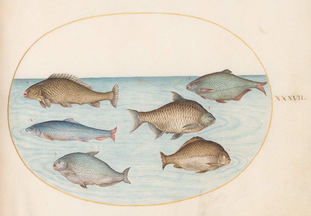 プレート 37: コイを含む 6 匹の魚 作： ヨリス・ヘフナーゲル