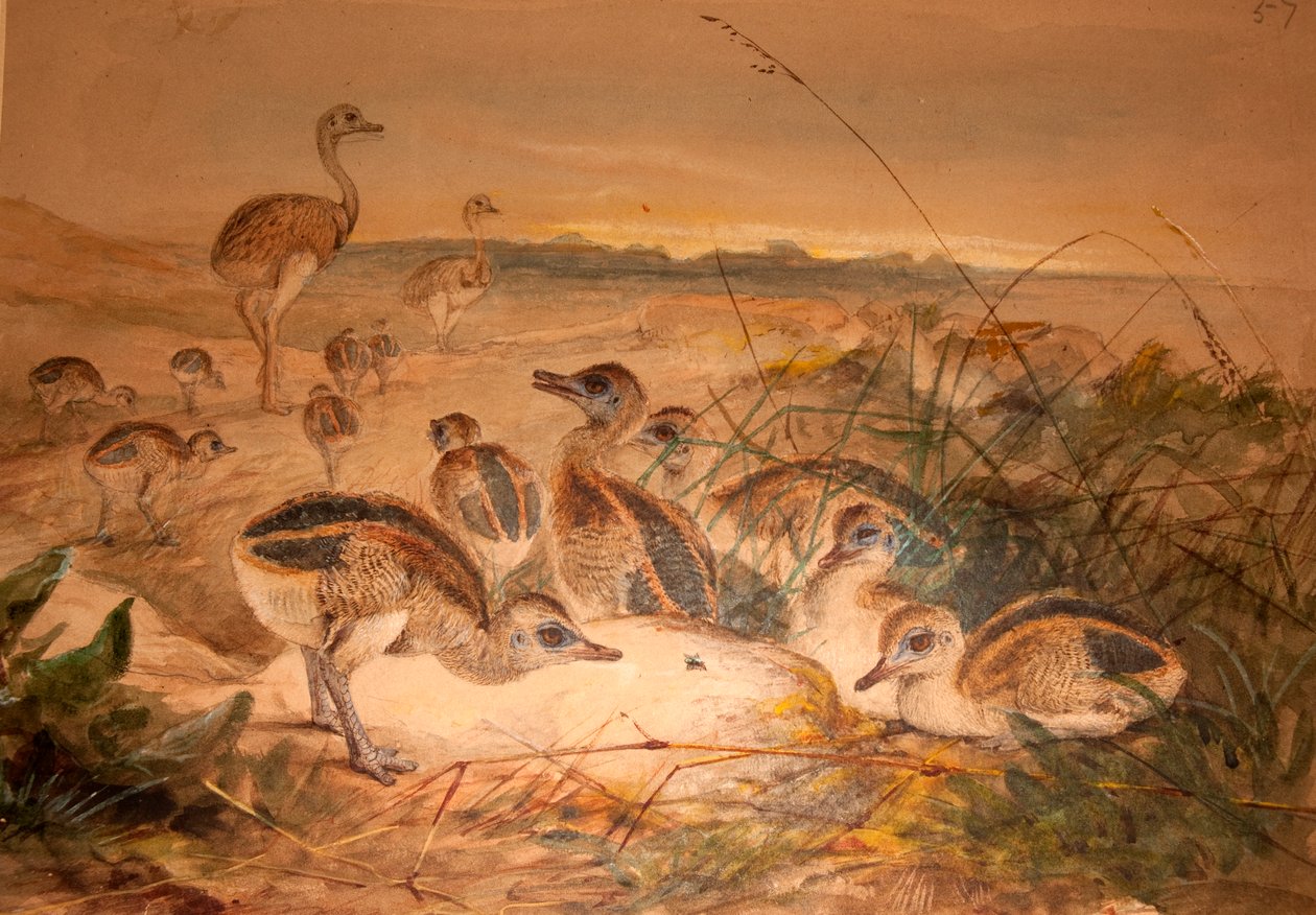 アメリカンレア（Rhea americana）、1851-76年 作： ジョセフ・ウルフ
