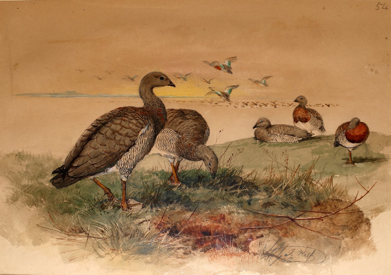 Ashy-headed Goose（Chloephaga poliocephala）、1852-54 作： ジョセフ・ウルフ