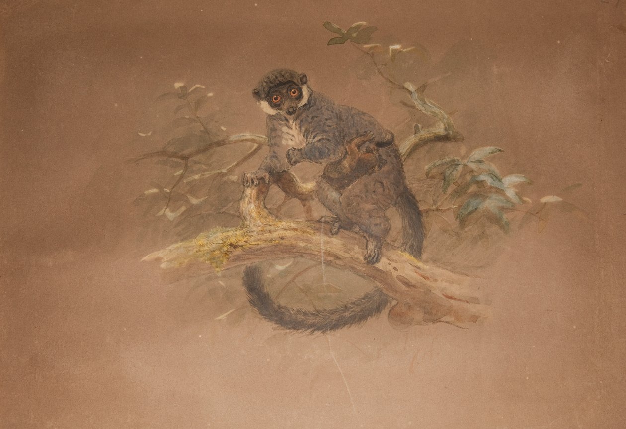 クロアシキツネザル（Lemur nigifrons） 作： ジョセフ・ウルフ