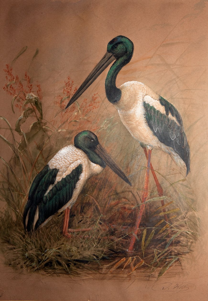 黒首コウノトリ（Xenorhynchus australis）、1856-67 作： ジョセフ・ウルフ