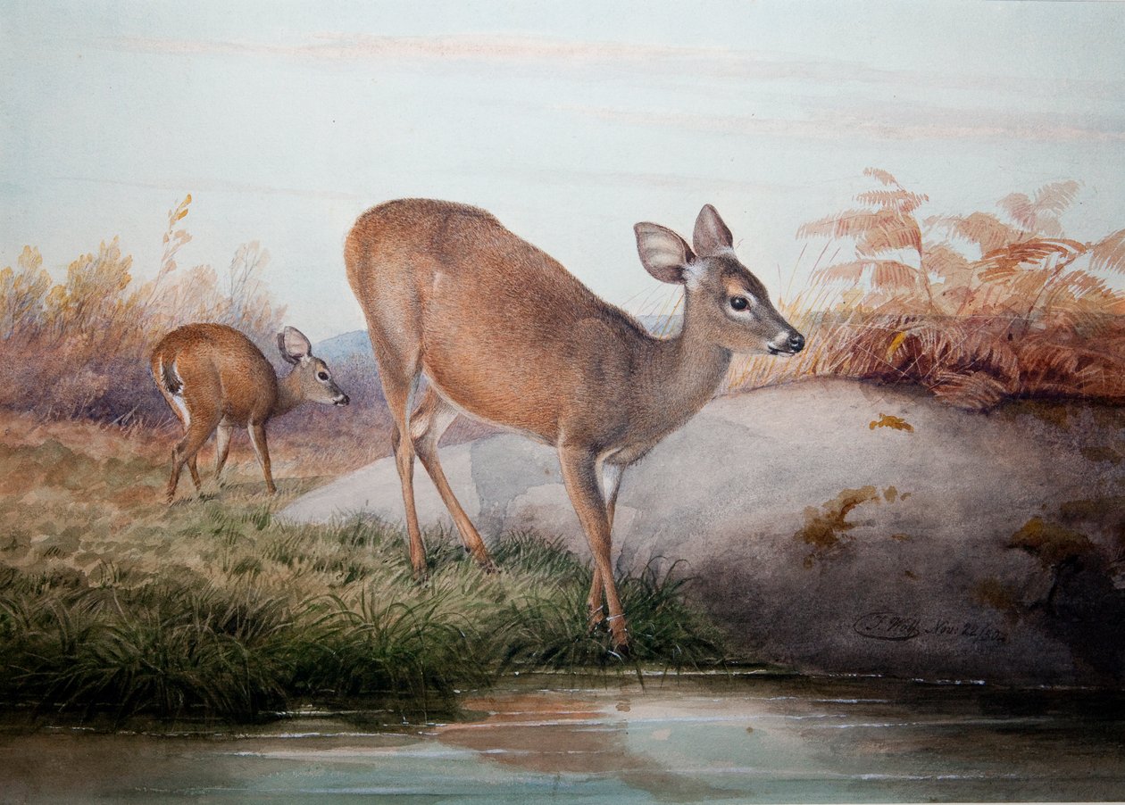 カリフォルニアディア、1850年頃 作： ジョセフ・ウルフ