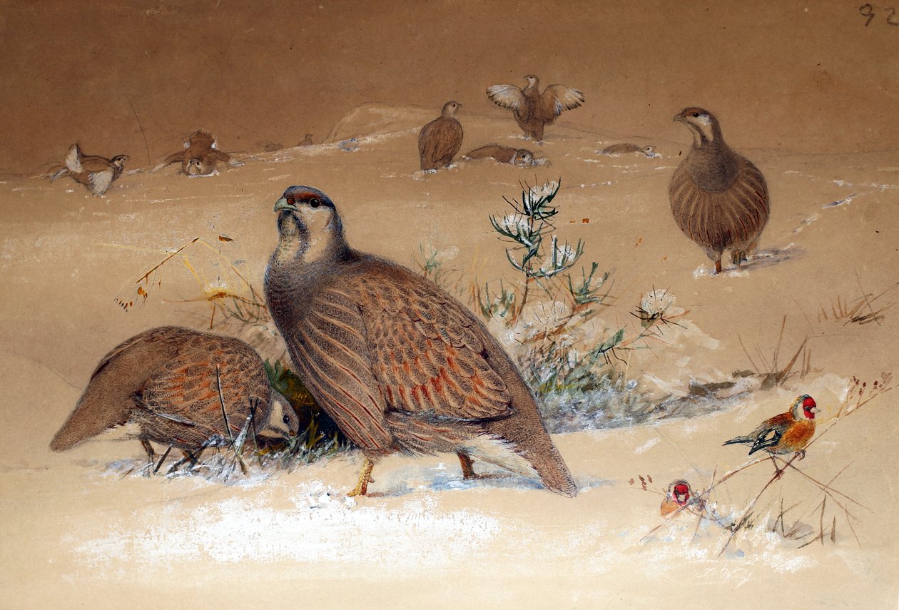 カスピ海の雪ヤマウズラ（Tetraogallus caspius）、1852-54 作： ジョセフ・ウルフ