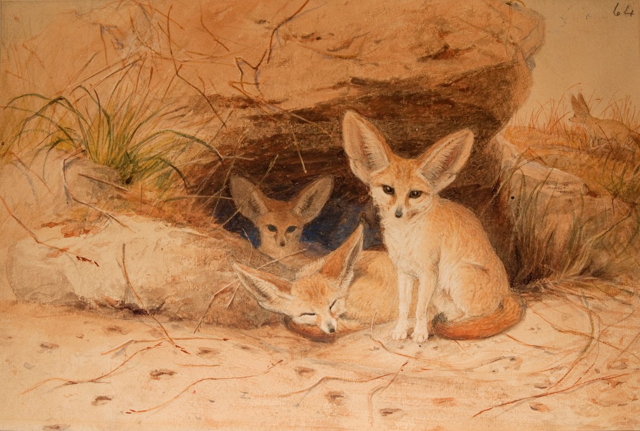 Fennec Fox-Canis cerdo 作： ジョセフ・ウルフ