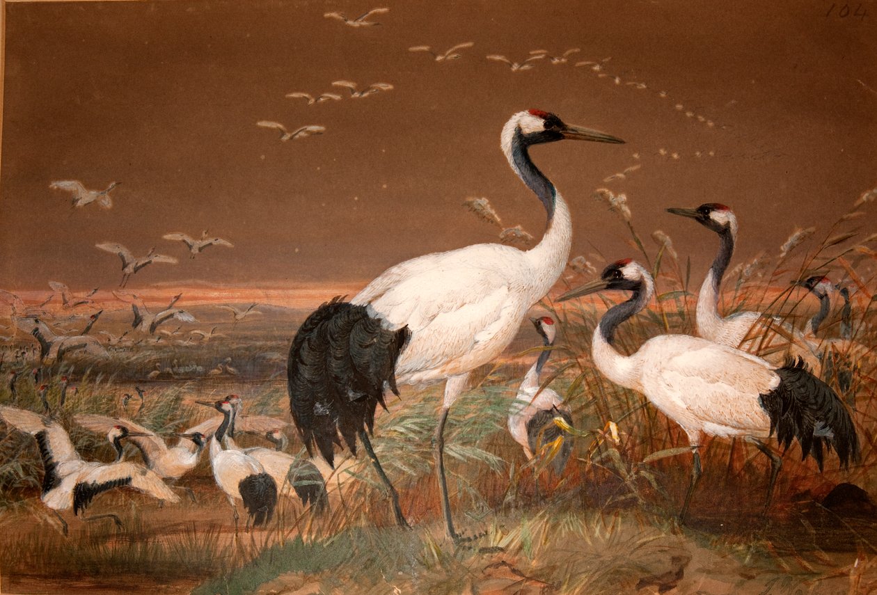 満州鶴（Grus viridirostris）、1851-76年頃（トイレットペーパーと鉛筆） 作： ジョセフ・ウルフ