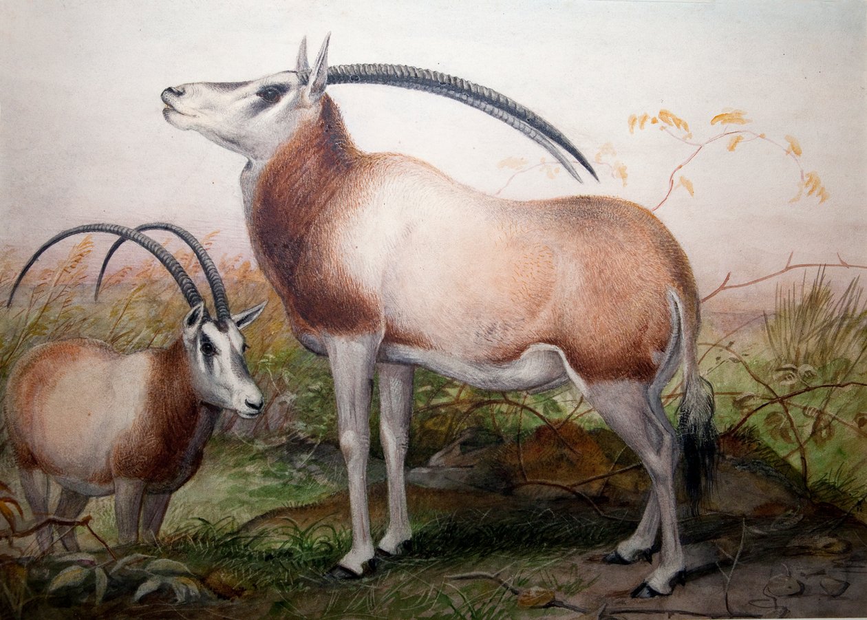 Leucoryxアンテロープ、Oryx Leucoryx、c.1850 作： ジョセフ・ウルフ