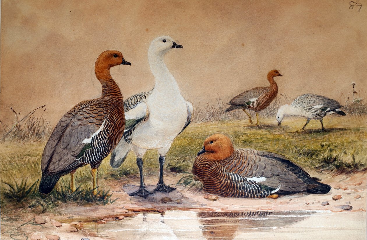 アップランドグース（Bernicla magellanica）、1852-54 作： ジョセフ・ウルフ