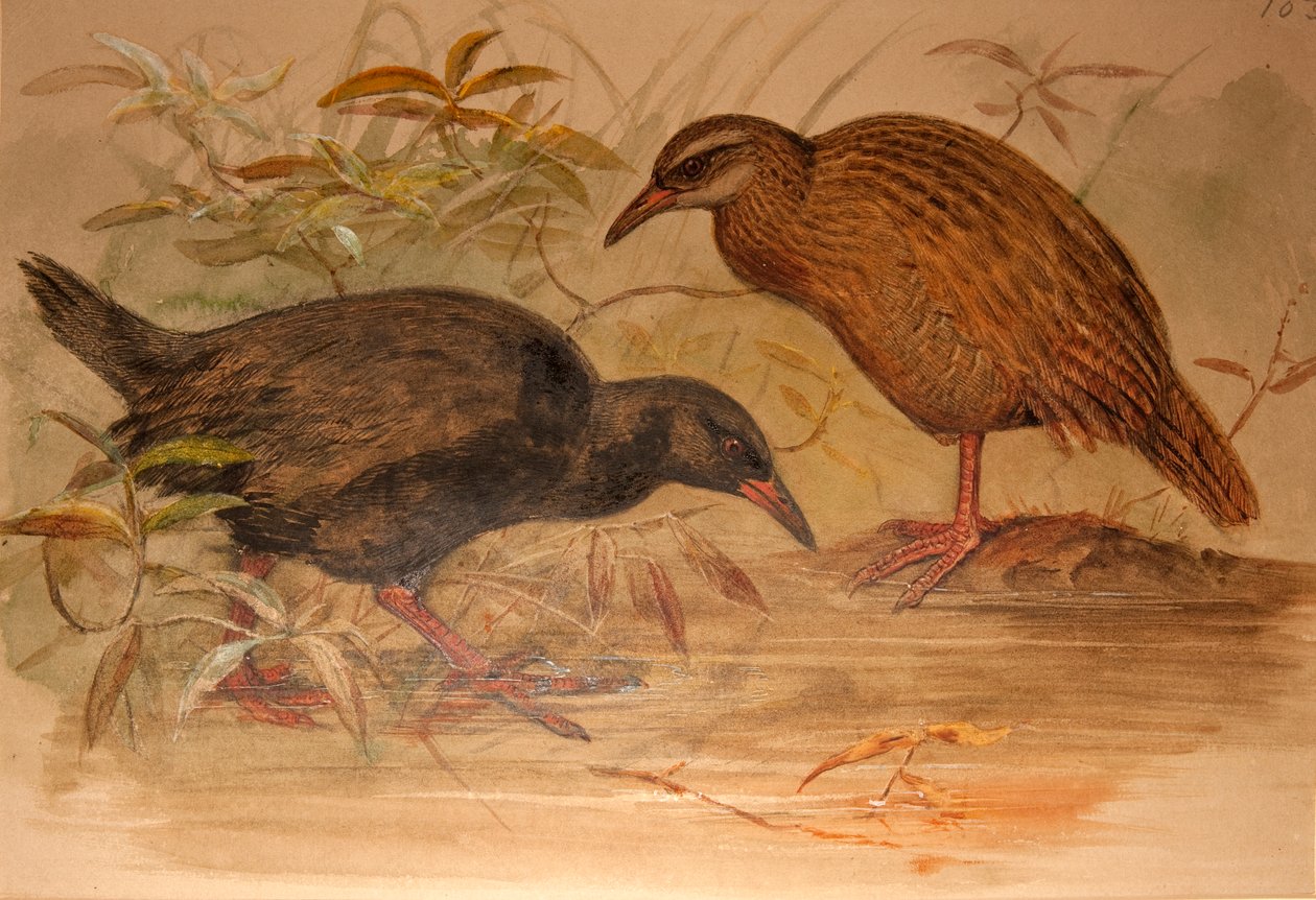 Weka Rail（Ocydromus australis）、1851-76年（トイレットペーパーと鉛筆） 作： ジョセフ・ウルフ
