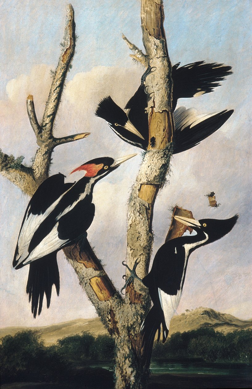象牙請求キツツキ、c.1830-31 作： ジョセフ・バーソロミュー・キッド