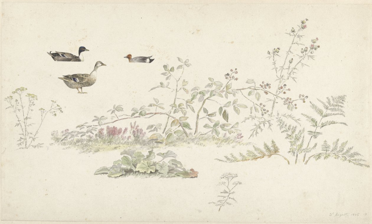 植物と水鳥の学習シート 作： ジョセフスアウグストゥスニップ