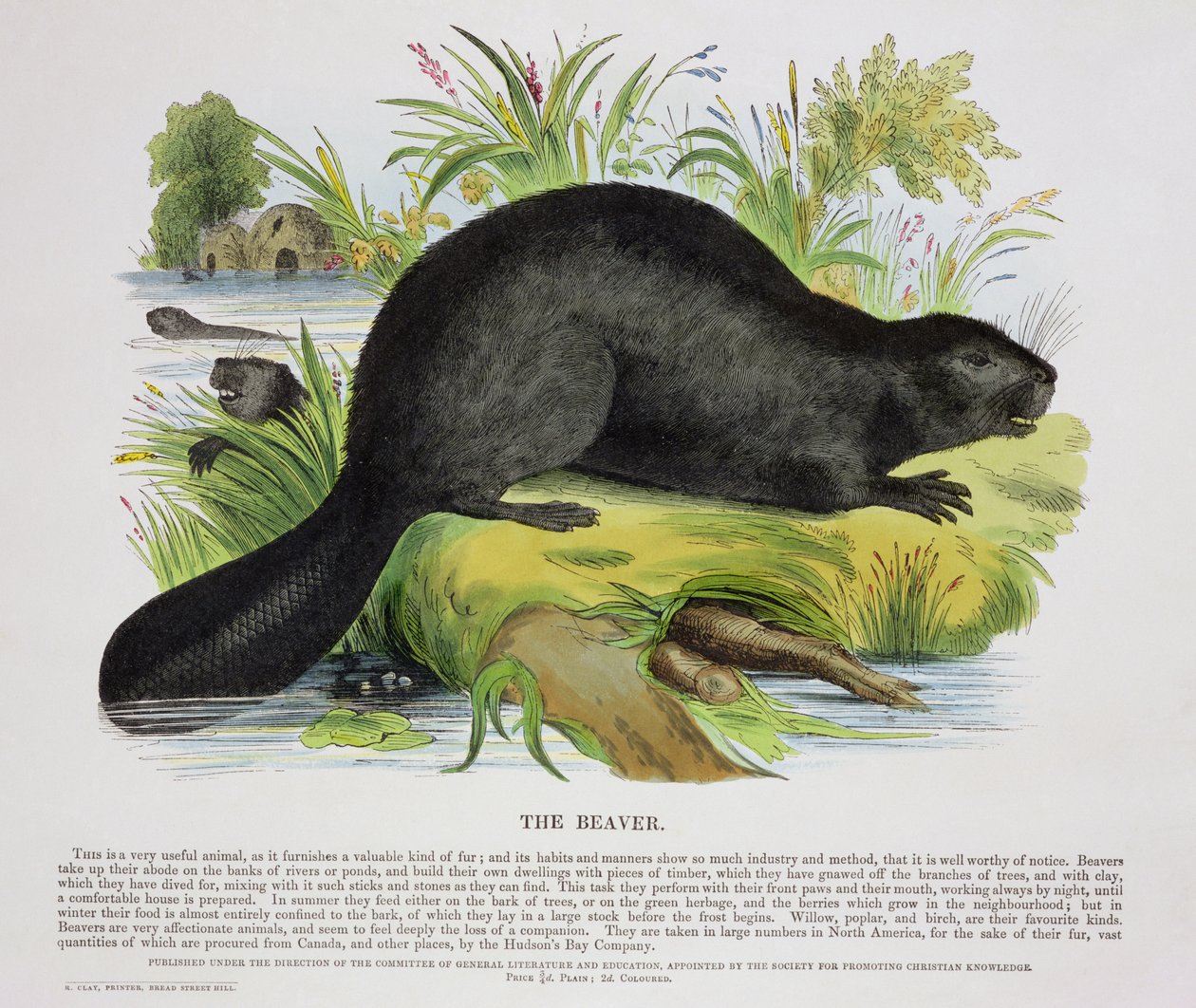 ビーバー、教育イラストパブ。 1843（アクアチント） 作： ジョサイア・ウッド・ウィンパー