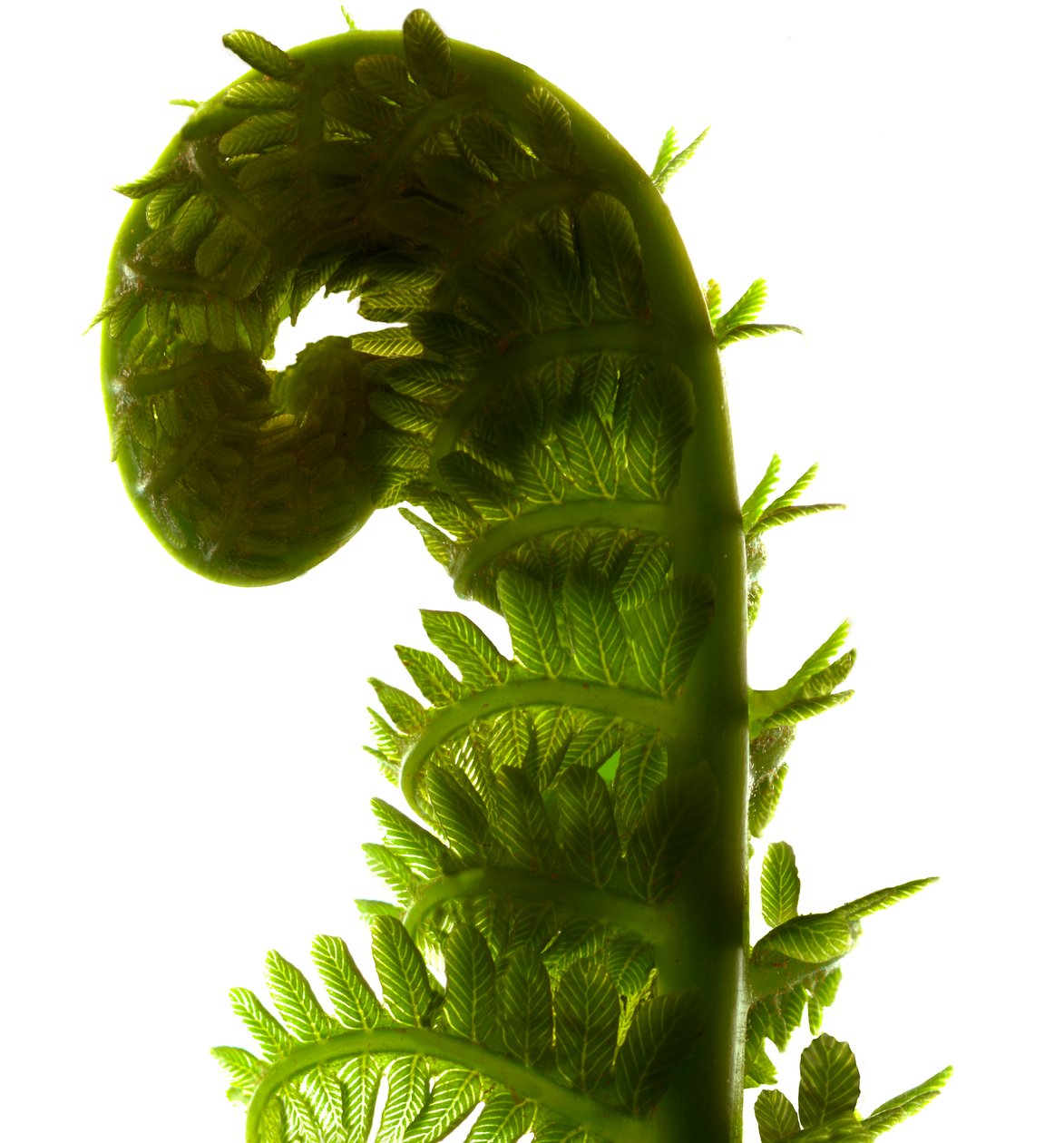 Fern Curve、2009年（デジタルフォトグラム、デジタルオリジナルプリント） 作： ジュリア・マクレモア