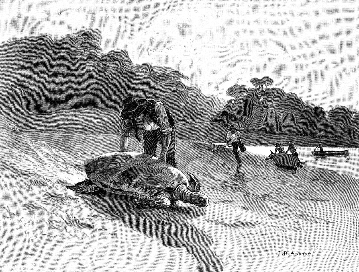 カメの捕獲、1886年。 作： ジュリアン・アシュトン