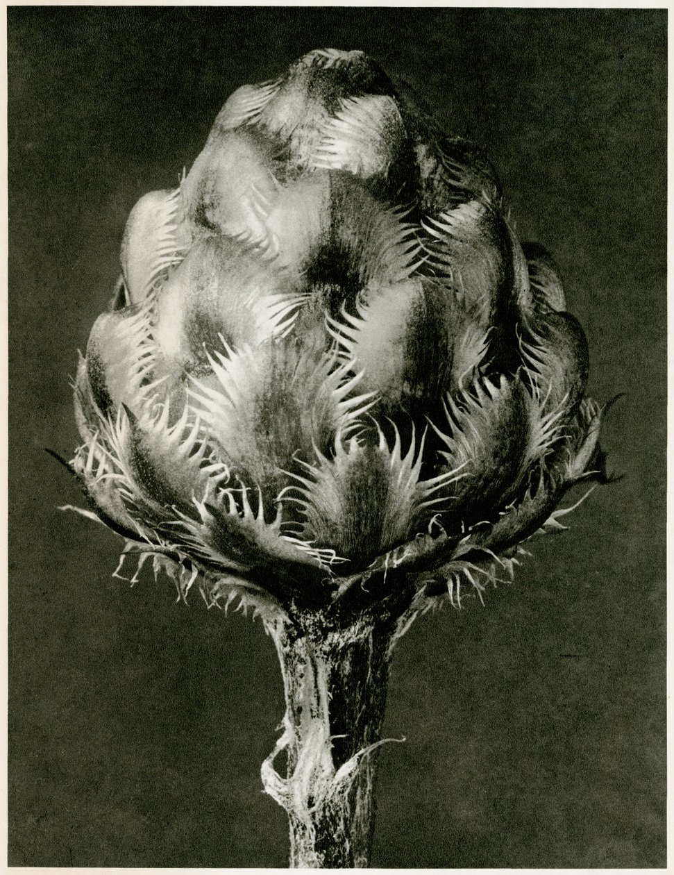 Centaurea Grecesina。 1929（グラビア） 作： カール・ブロスフェルト