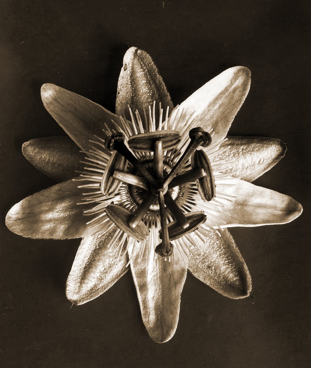 Passiflora、1929（グラビア） 作： カール・ブロスフェルト