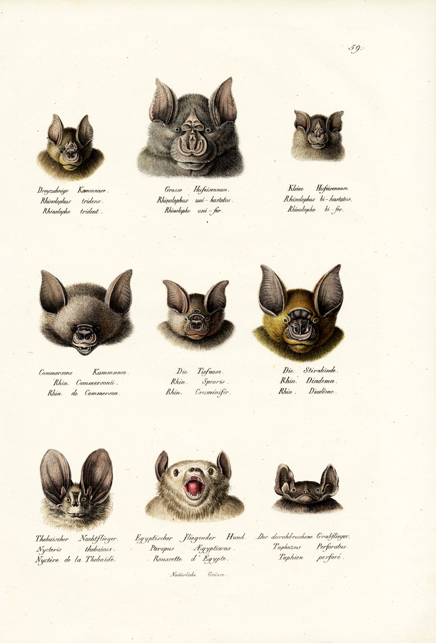 さまざまな種類のコウモリ、1824 作： Karl Joseph Brodtmann