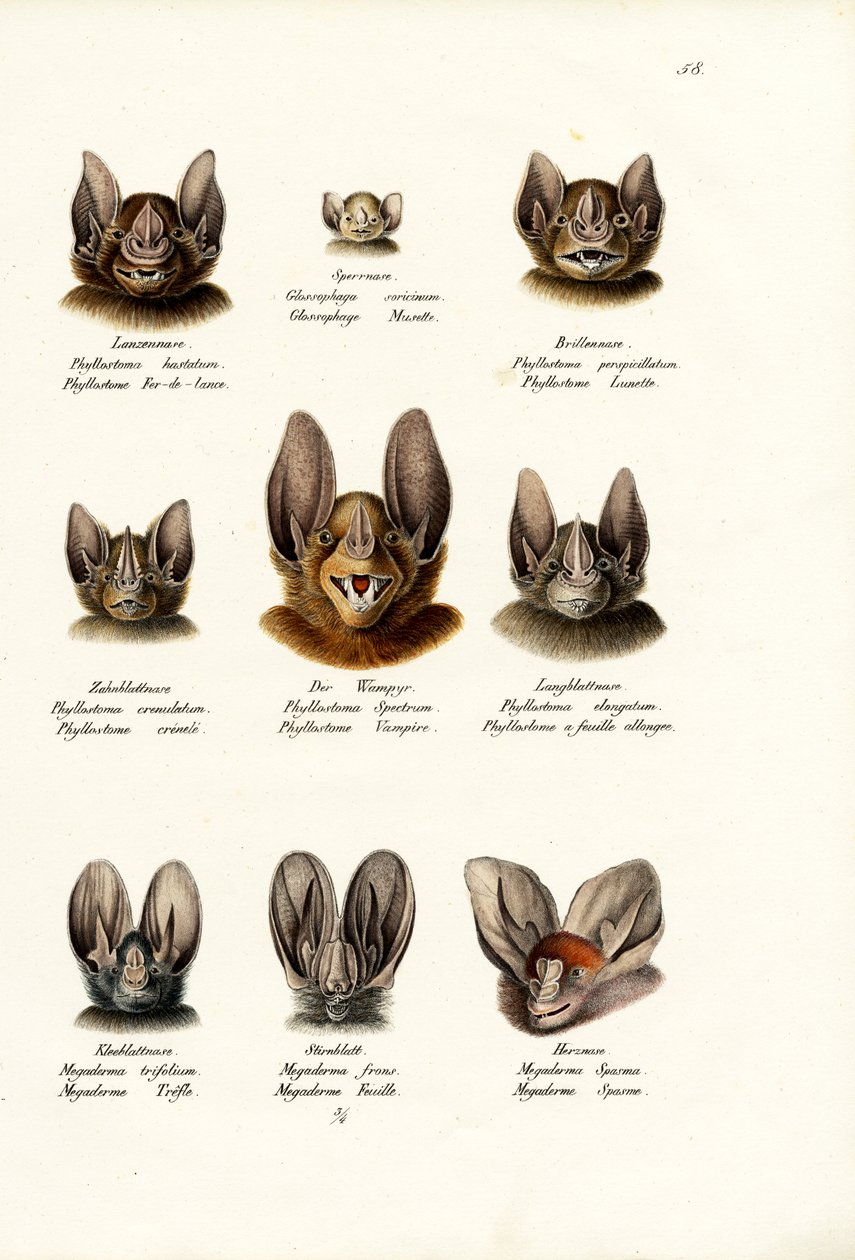 さまざまな種類のコウモリ、1824 作： Karl Joseph Brodtmann