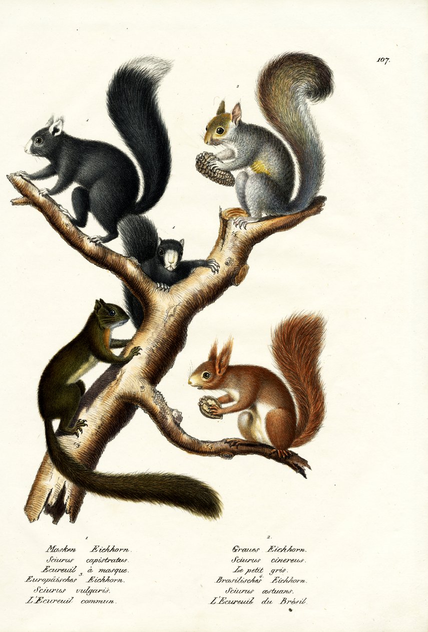 さまざまな種類のリス、1824 作： Karl Joseph Brodtmann