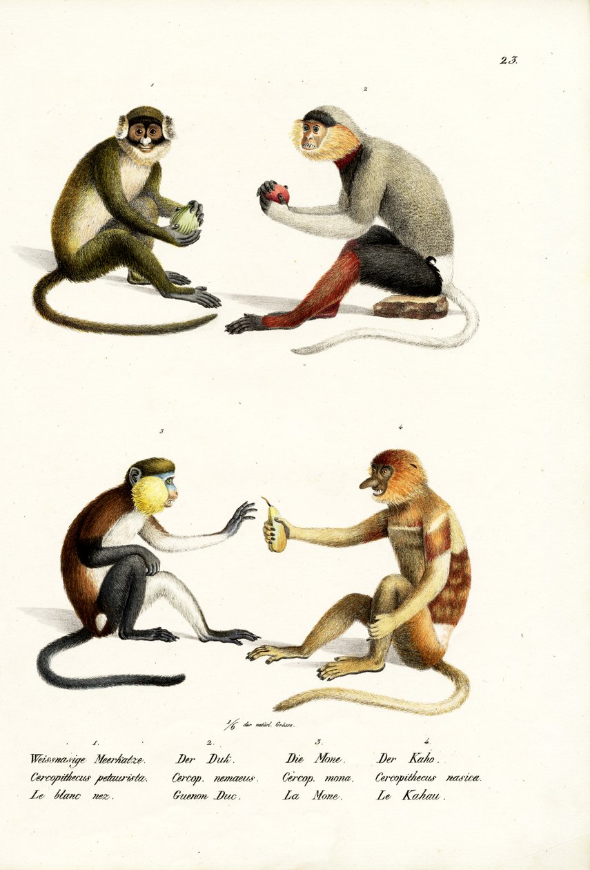 レッサーホワイトノーズモンキー、1824年 作： Karl Joseph Brodtmann