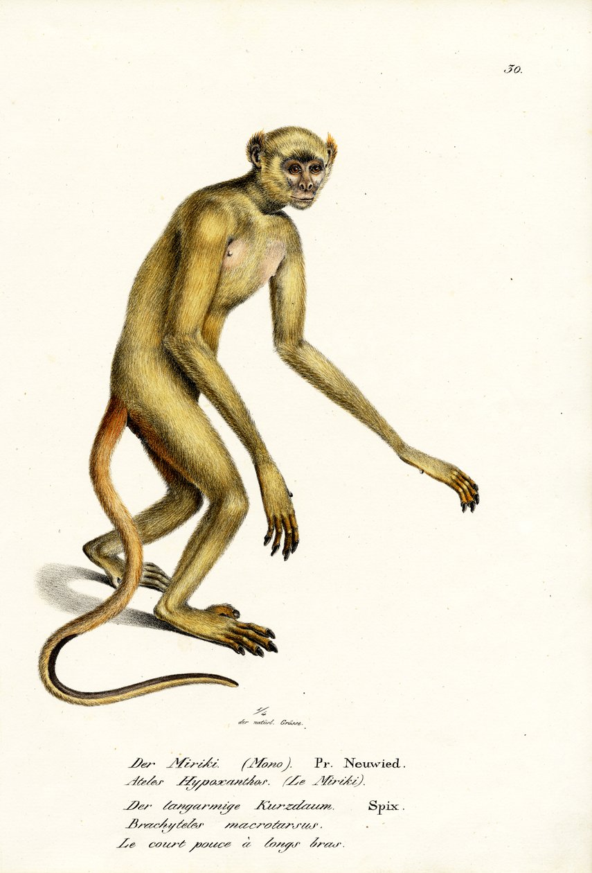 ムリキ北部、1824 作： Karl Joseph Brodtmann