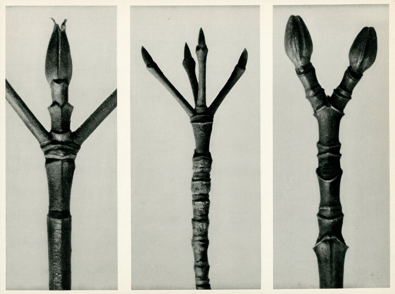 Cornus Nuttallii、1929（グラビア） 作： カール・ブロスフェルト